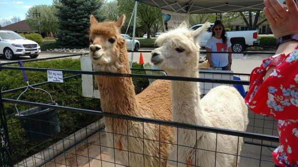 31531483_10155679609968721_3478173690074497024_n